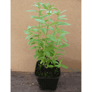 Verveine citron