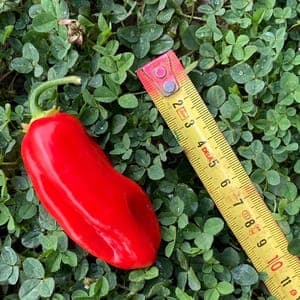 Piment « Végétarien »