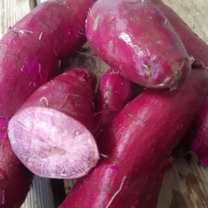 PATATE DOUCE CHAIR VIOLETTE