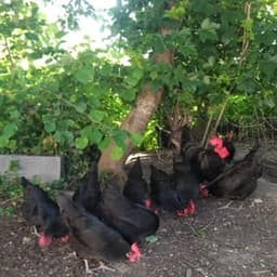 Ferme Larricq Ferme Larricq #8