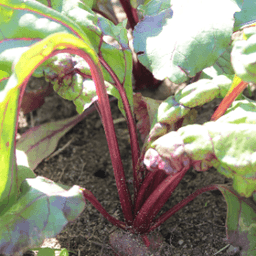 Les Jardins de Vinzelles Les Jardins de Vinzelles #5