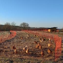 Lacampagne Lacampagne #4