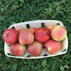 pommes gala