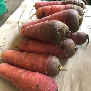 Carottes rouges