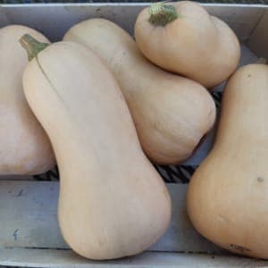 Courge Butternut