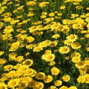 Plant de fleur Camomille des teinturiers