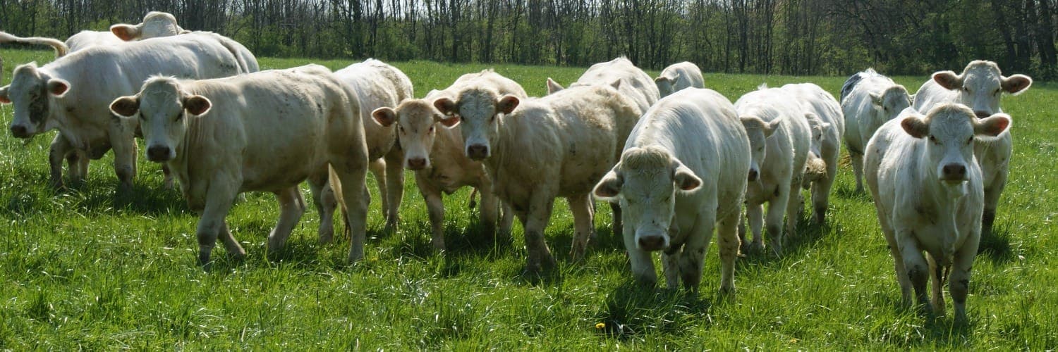 Bannière de Elevage des trois cheminées