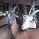 Fromage de chèvre - fromage blanc au lait cru