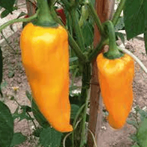 Plant de poivron Corne de taureau jaune