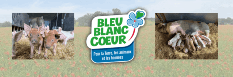Bannière de Lambaudie porc
