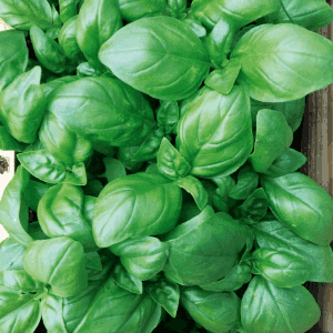 Plants de Basilic grand vert