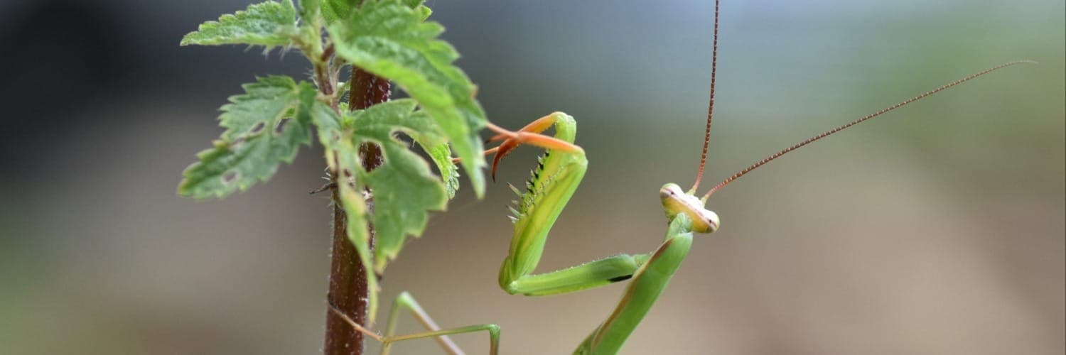 Bannière de Pépinière 100 racines