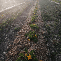 Les Terres de Maia Les Terres de Maia #5