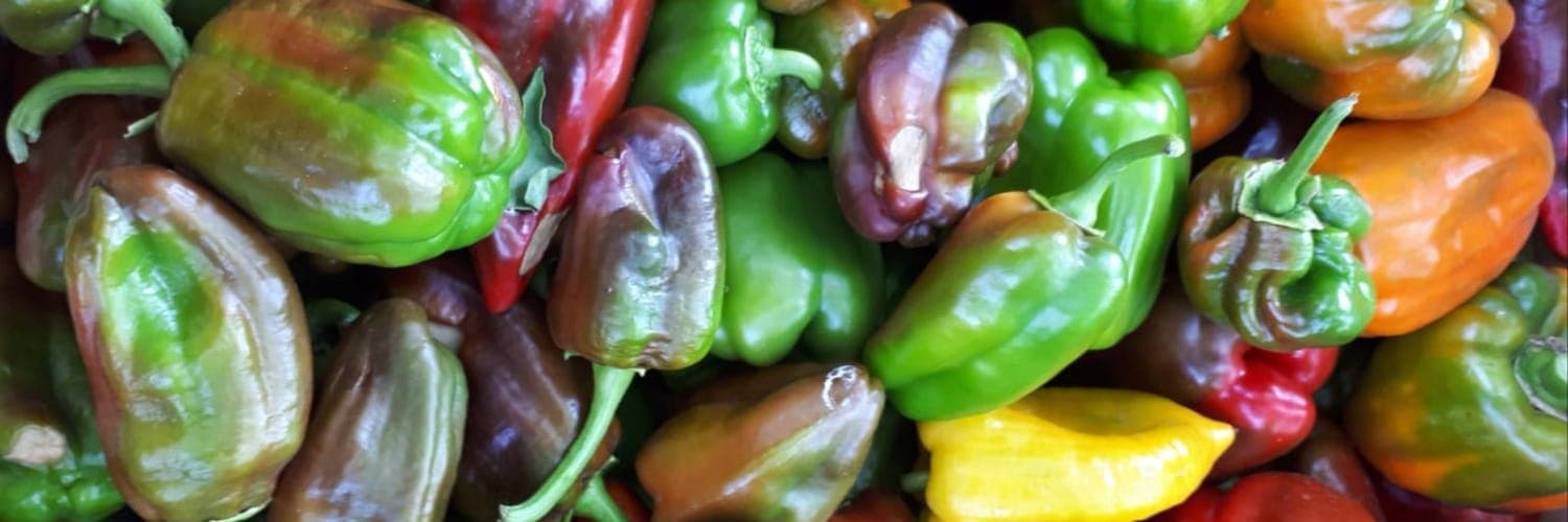 Bannière de Les légumes des Chlorophy-liens
