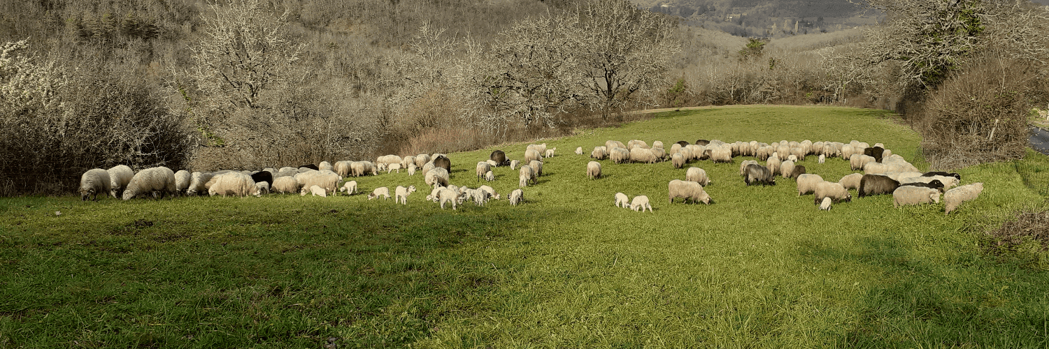 Bannière de LAS OELHAS DEL RANDAL