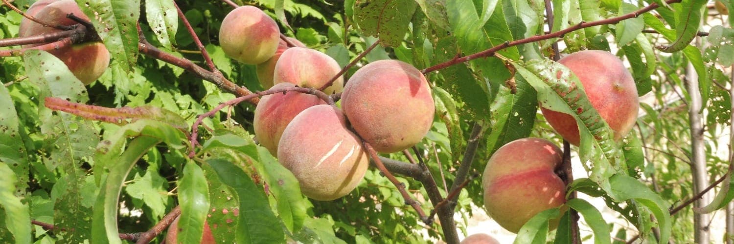 Bannière de Le Trait Fruité