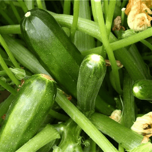 Plant de courgette Verte de Milan
