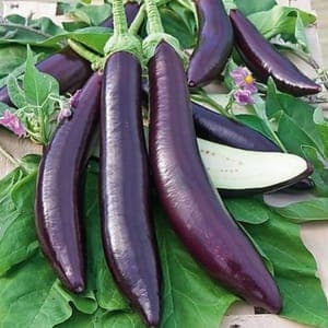 Plant d'aubergine Cimat viola