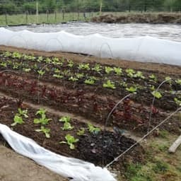 Le Potager de Versailles Le Potager de Versailles #4