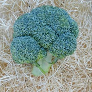 Brocoli