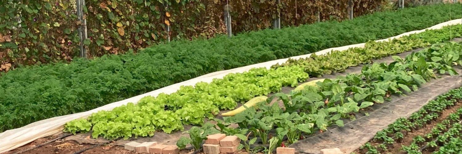 Bannière de La Terre Ferme