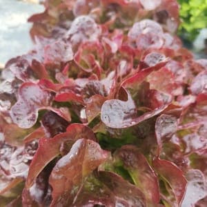 salade feuille de chêne rouge