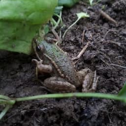 La Bonne Botte La Bonne Botte #8