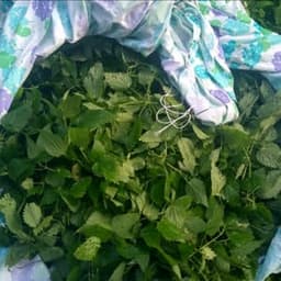 Le jardin forêt de Cléophée Le jardin forêt de Cléophée #6