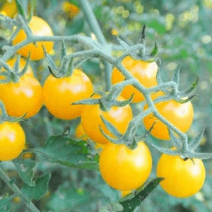 Plant de tomate cerise Petit moineau blanc