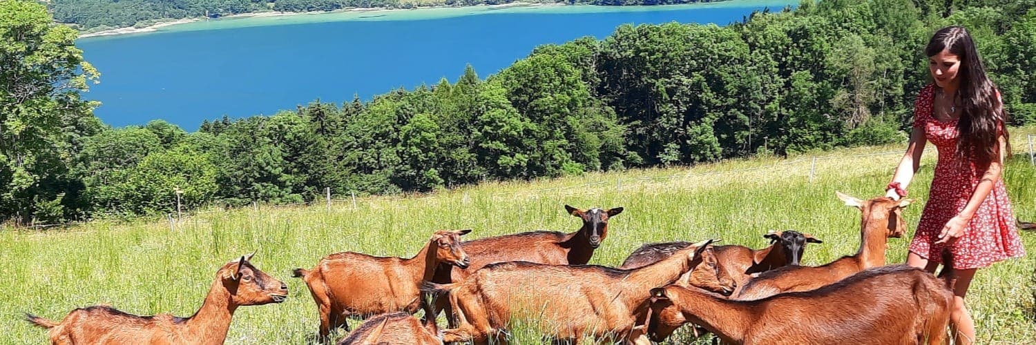 Bannière de GAEC DES BERLIOUX/La chèvre d'Auré
