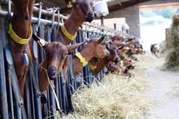 Ferme BONNAMY Ferme BONNAMY #3