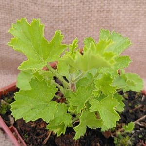 Géranium orange
