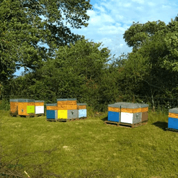 M.iel Miflore M.iel Miflore #7