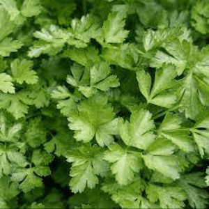 Plant d’aromatique Persil plat
