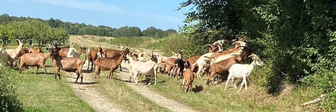 Bannière de Gaec le cabrioray
