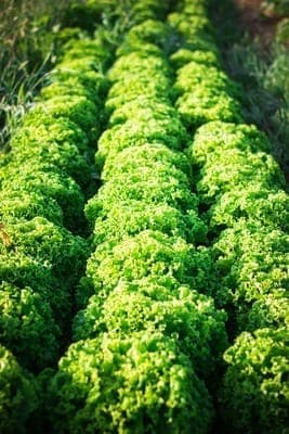 Salade