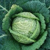 Chou frisé