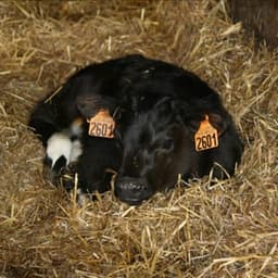 GAEC La Ferme du Plessis Doré GAEC La Ferme du Plessis Doré #7