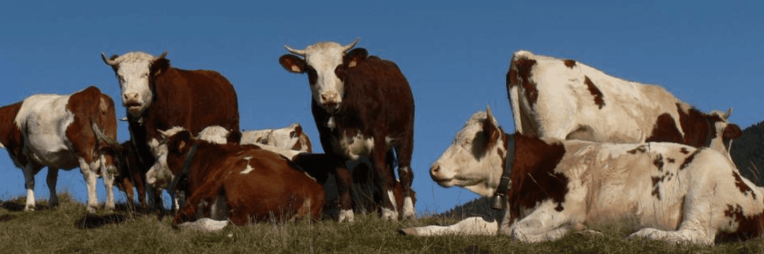 Bannière de O'Lait du Vercors / Gaec de la Pierre Blanche