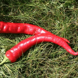 Plant de poivron Doux très long des Landes