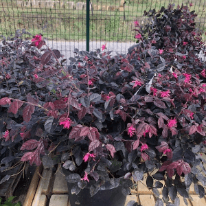 Loropetalum  Fire Dance