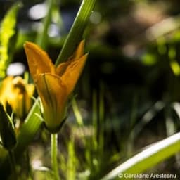 Solo Bio Solo Bio #4