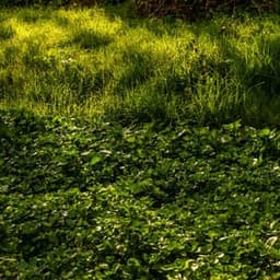 Cressonnière de la Fontaine Archer Cressonnière de la Fontaine Archer #8