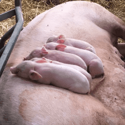 GAEC de la Perche GAEC de la Perche #3