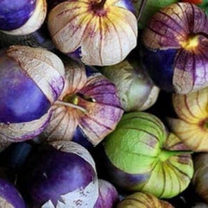 Plant de Physalis Tomatillo violet
