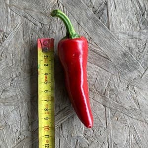 Piment d'Espelette Bio