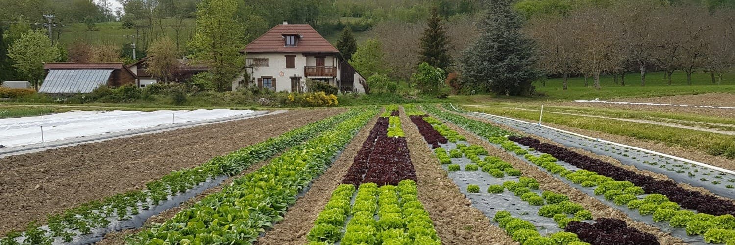 Bannière de AU BONHEUR DES LEGUMES