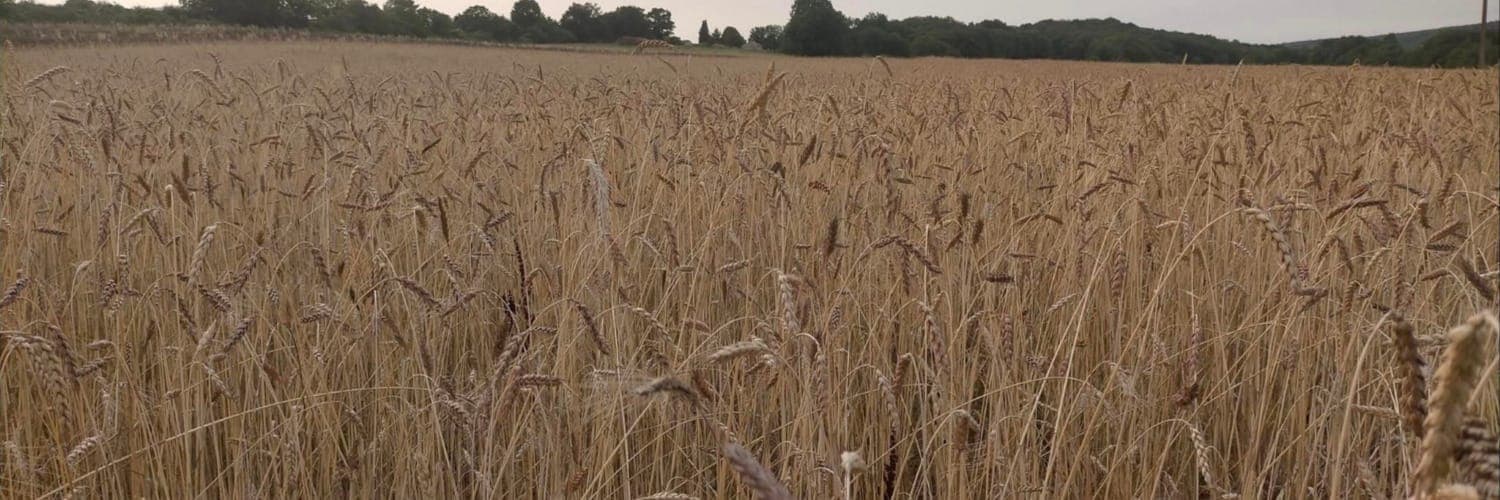 Bannière de Terre Ferme