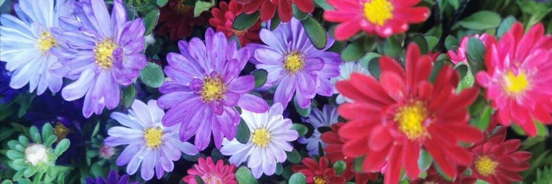 Bannière de Les Fleurs du Pradou