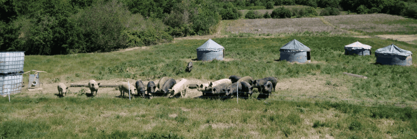 Bannière de LA FERME DES COCHONS BIO